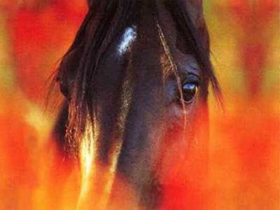 Cheval